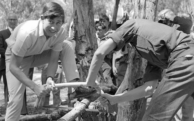 Prince Charles cutting wood in 1966, during his year at Timbertop School in Geelong, Australia Photo: Rex