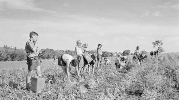 Picking peas at the Fairbridge Farm School in the 1950s