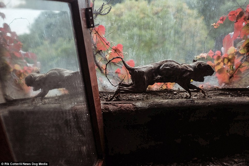 A rat on the windowsill at the school, which died so long ago that it seems to have been preserved in the Victorian structure, which Mr Cotterill said has truly stood the test of time