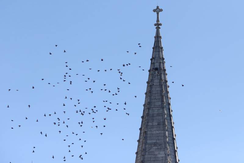 Starlings fly past the steeple above St. Mary's Basilica in Halifax on Thursday, March 4, 2021. -- Tim Krochak photo