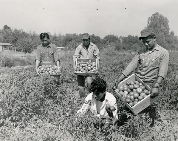 Sherman Institute students picking tomatoes. Sherman Institute